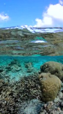 Maldivler 'deki sualtı sahnesi mercan oluşumlarını ve görülebilir balıkların yüzeye yakın resiflerde yüzdüğü turkuaz suyu gösteriyor..