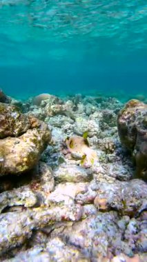 Maldivler 'de arothron stellatus üzerinde su altı sahnesi - Tetraodontidae balığı mercan okyanus tabanında yüzüyor.