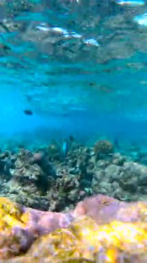 Maldivler 'deki sualtı sahnesinde kayalar ve mercan oluşumları arasında yüzen tropikal balıkların bulunduğu canlı bir mercan resifi sergileniyor..