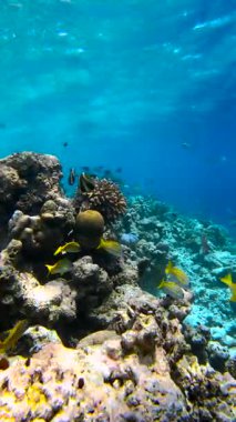 Maldivler 'deki sualtı sahnesinde mercan oluşumları ve kayaların arasında yüzen çeşitli balıklar görülüyor..