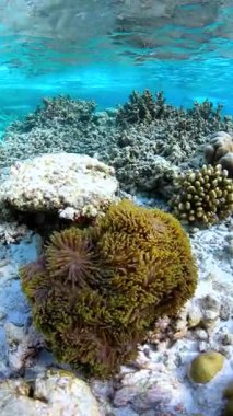 Maldivler 'deki su altı sahnesi. Mercan oluşumları ve açık mavi sularda deniz şakayıkları..