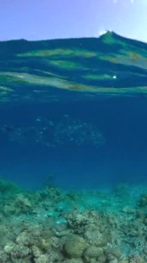 Maldivler 'deki sualtı sahnesinde balık sürüleri ve canlı mercan oluşumlarıyla çeşitli deniz yaşamları sergileniyor. Yer, sualtı keşiflerinin özünü yakalar..