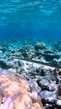 Maldivler 'deki sualtı sahnesinde mercan resifleri ve uzun bir balık - fistularia ticareti kumlu okyanus tabanında yüzüyor, doğal yaşam alanındaki deniz yaşamını gözler önüne seriyor.