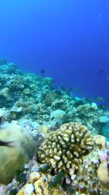 Maldivler 'deki sualtı sahnesinde crinoidea sergileniyor - Deniz zambakları mercan resifleri ve canlı mercanlar arasında çeşitli balıklar.