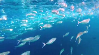 Çizgili uskumrular - Rastrelliger kanagurta sürüsü açık ağızlarla yüzer, zooplanktonları filtreler, Maldivler 'in berrak sularında, çizgili vücutlarını ve su altında dinamik hareketlerini gözler önüne serer..