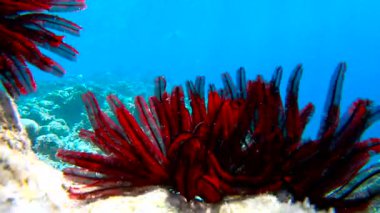 Maldivler 'deki bir sualtı sahnesinde mercan oluşumları yakınında canlı kızıl deniz hayranları suyun içinden süzülen güneş ışığıyla aydınlatılıyor..