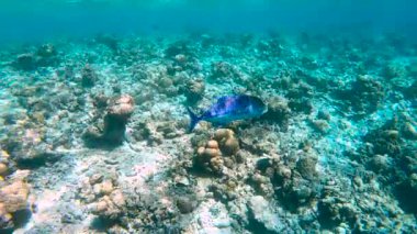 Büyük bir balık Maldivler 'in berrak sularında bir mercan resifinin üzerinde yüzerek sualtı ekosistemini gösterir..