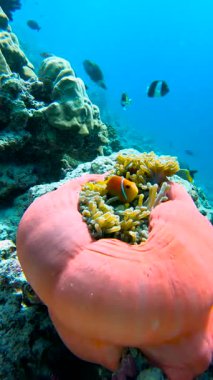 Turuncu bir şakayık, Maldivler 'in sualtı manzarasında çeşitli mercan oluşumları ve diğer balık türleriyle çevrili bir palyaço balığına ev sahipliği yapar..
