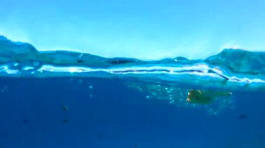 Maldivler 'deki su altı sahneleri deniz yaşamının ortasındaki plastik atıkları ortaya çıkarıyor, plastik kirliliği ve ekolojik kaygıları vurguluyor.