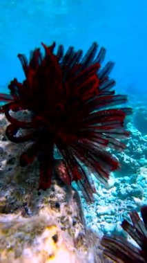 Maldivler 'deki okyanus tabanında canlı mercan oluşumları ve berrak mavi sularla çevrili kırmızı tüylü bir toz solucanı belirgin bir şekilde sergilenmektedir..