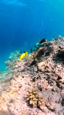 Maldivler 'in sualtı sahnesinde renkli balıklar mercan oluşumları arasında yüzerler..