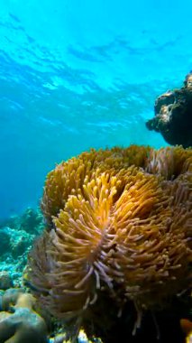 Maldivler 'deki sualtı sahnesinde berrak mavi sularla çevrili mercan oluşumları sergileniyor..