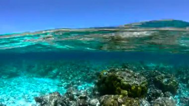 Mercan resifleri, Maldivler 'deki berrak suların altında uzanır. Güneş ışığı yukarıda parlar ve kayalar arasında çeşitli deniz canlıları görünür..