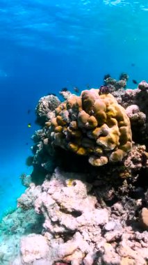 Maldivler 'deki sualtı sahnesinde mercan resifi yapısı ve yakınlarda yüzen çeşitli küçük balıklar var..