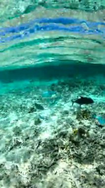 Maldivler 'deki sualtı sahnesinde mercanların üzerinde yüzen çeşitli balıklar, palmiye ağaçları ve yüzeyde görünen sazdan bir çatı görülüyor..