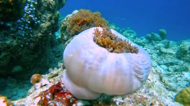 Bir şakayık, Raja Ampat Adaları 'nın sualtı ortamındaki canlı mercanların arasında kumlu deniz tabanında dinlenir..