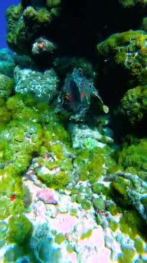 Endonezya 'daki Raja Ampat sualtı manzarasında mercanlar arasında gizlenen taşbalığı..