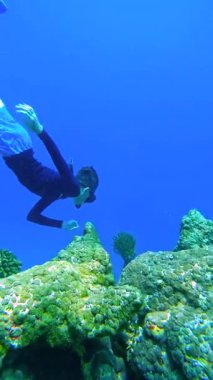 Bir dalgıç, Raja Ampat Adaları 'ndaki mercan oluşumları yakınlarındaki sualtı yaşamını araştırıyor. Sahne, deniz bitkileriyle yakın bir etkileşimi yakalıyor..