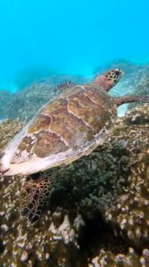 Deniz kaplumbağası, Thoddoo, Maldivler ve su altındaki mercan resiflerinin üzerinde yüzer.