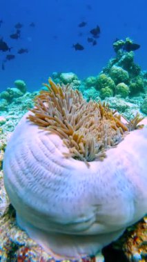 Raja Ampat Adalarındaki sualtı sahnesinde mercan oluşumları ve arka planda yüzen çeşitli balıklar yer almaktadır..