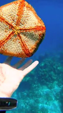 Bir el, Raja Ampat Adaları 'nda su altında bir deniz yıldızını tutuyor. Mavi bir okyanus arka planında, altında mercan olan kendine özgü desenini gösteriyor..