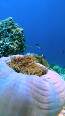 Raja Ampat Adaları 'ndaki sualtı sahnesinde resif yapıları ve çeşitli küçük balık türleriyle çevrili büyük bir anemon sergileniyor..