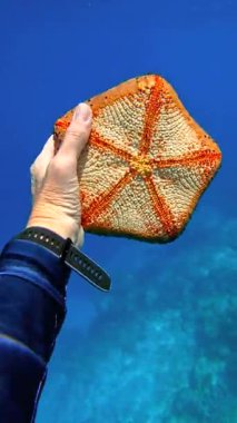 Bir el, Raja Ampat Adaları 'nda mavi bir okyanus ve mercan yoğunluğundaki deniz tabanlarıyla çevrili büyük bir deniz yıldızını tutuyor..