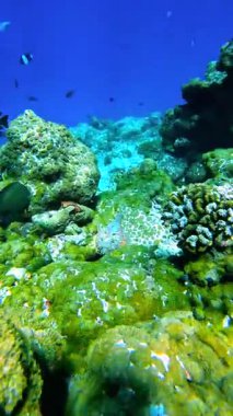 Raja Ampat 'ta okyanus tabanında mercan ve alglere karşı kamufle olmuş taşbalığı karmaşık doku ve renkler sergiliyor..