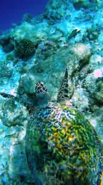 Bir deniz kaplumbağası, Raja Ampat Adaları 'ndaki su altı cennetinde mercan oluşumlarının üzerinde süzülür..