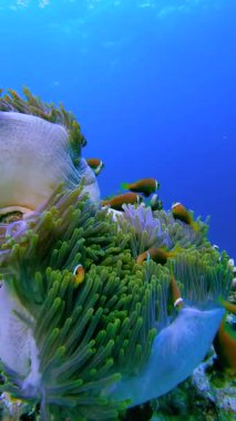 Bora Bora 'daki sualtı sahnesinde mercan ve birkaç palyaço balığı anemonla etkileşime girdi..