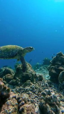 Bir deniz kaplumbağası, Raja Ampat Adaları 'nın mercan resifleri yakınında, balık ve kayalık oluşumlarla çevrili, zarif bir şekilde su altında yüzer..