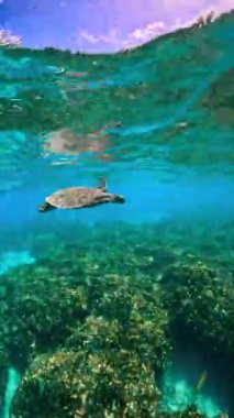 Bir deniz kaplumbağası, açık mavi su ve yemyeşil deniz bitkileriyle çevrili, Maldivler 'deki bir mercan resifinin üzerinde zarifçe süzülür..