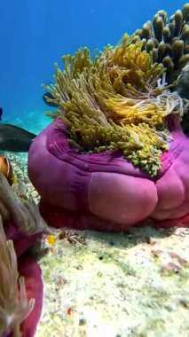 Raja Ampat Adaları 'ndaki sualtı sahnesinde açık pembe deniz şakayıkları ve sarı dokunaçlar sergileniyor..