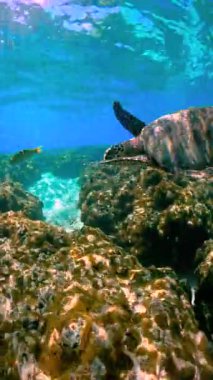 Bir kaplumbağa, Maldivler, Thoddoo 'da su altında mercan resiflerinin yanında yüzer. Sahne, berrak mavi sulardaki canlı deniz yaşamını yakalıyor..