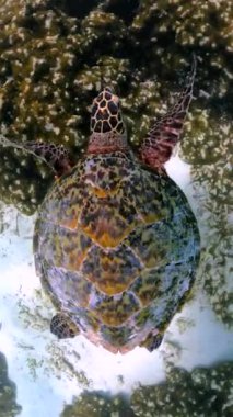 Bir deniz kaplumbağası Thoddoo, Maldivler yakınlarındaki kumlu okyanus tabanında yüzüyor, mercan oluşumlarıyla çevrili..