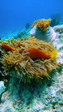 Turuncu bir palyaço balığı kendini deniz şakayıklarının arasında sunar. Raja Ampat Adaları 'nın canlı sualtı manzarasında mercan yapılarıyla harmanlanır..