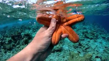 Bir el, Maldivler 'de su altındayken portakal rengi bir denizyıldızını tutar. Mercan oluşumları ve arka planda çeşitli balıklar görünür..