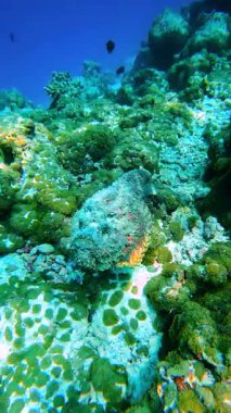 Taşbalığı, Raja Ampat 'taki bir mercan resifinde gözlemlenir ve etrafındaki sualtı bitkileri arasında kamuflajlarını gösterirler..