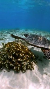 Bir kaplumbağa, deniz yaşamı ve ekosistem etkileşimlerini gösteren Thoddoo, Maldivler sualtı ortamında mercan yakınında yüzer..