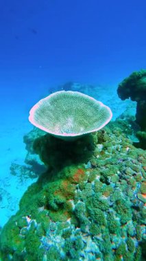 Raja Ampat Adaları 'nın sualtı manzarasında canlı deniz canlılarıyla çevrili deniz tabanında mercan oluşumu gelişir..