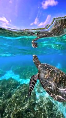 Thoddoo, Maldivler 'deki sualtı sahnesi, üzerinde açık mavi su bulunan mercan resiflerinin üzerinde süzülen bir kaplumbağayı vurgular..