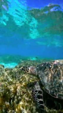 Deniz kaplumbağası Thoddoo, Maldivler 'de mercanların üzerinde yüzer, açık ve sığ sularda deniz yaşamını gösterir..