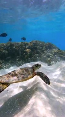 Bir deniz kaplumbağası kumlu zeminde zarifçe süzülür, mercan resifi yapıları ve Maldivler 'in Thoddoo sualtı manzarasında görülebilen balıklarıyla..