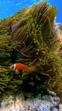 Turuncu bir palyaço balığı, Raja Ampat Adaları 'nın sualtı ortamında yeşil deniz şakayıkları arasında yüzer..