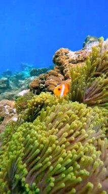 Turuncu bir palyaço balığı, Raja Ampat Adaları 'nın sualtı ekosistemi içinde kayalık mercan oluşumlarıyla çevrili sarı deniz şakayığıyla etkileşir..