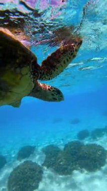 İki deniz kaplumbağası, deniz tabanında mercan oluşumlarıyla çevrili Maldivler 'deki Thoddoo yakınlarında su altında yüzerler..