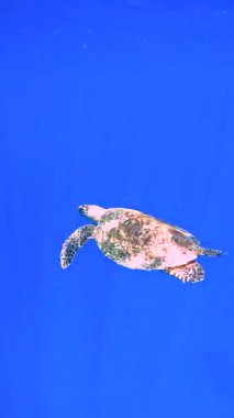 Yeşil bir deniz kaplumbağası, Raja Ampat Adaları 'nda berrak mavi sularla çevrili zarif bir şekilde su altında yüzer..