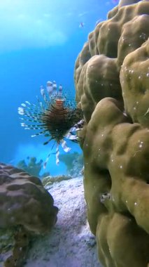 Maldivler 'deki sualtı sahnesinde mercan yakınlarında yüzen bir aslan balığını vurguluyoruz. Açık mavi su, deniz yaşamının ve mercan oluşumlarının görünürlüğünü arttırır..