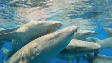 Maldivler 'de birden fazla köpekbalığı birlikte yüzerek berrak mavi sulardaki su davranışlarını gösterir..