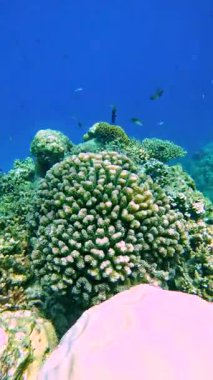 Maldivler 'de su altında çeşitli balık türlerinin gözlemlendiği mercan resifi yapısı.